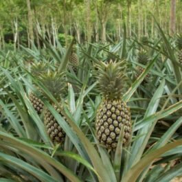 Pineapple