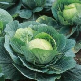Cabbage