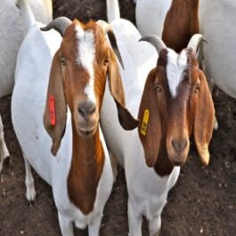 Simmental Goat / Live Senean Goat